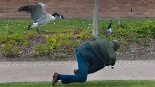 Goose Attacks Students at Warwick University [upl. by Nadaha615]