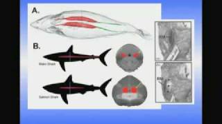 Sharks  Perspectives on Ocean Science [upl. by Notnirb]