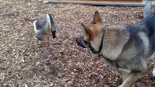 VIEWER DISCRETION German Shepherd Attacks Aggressive Canada Goose on Farm [upl. by Willamina304]