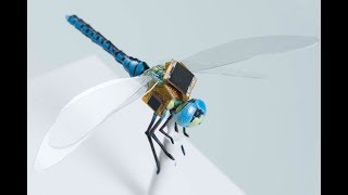 Dragonflies Turned Into Spy Drones [upl. by Eikram]