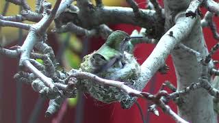 LIVE Hummingbird CAM [upl. by Aihsekat]