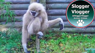 Hilarious Gibbons Freak Out About Rodent [upl. by Christye122]