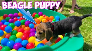 Beagle Puppies Crying amp Barking Compilation [upl. by Enialed]