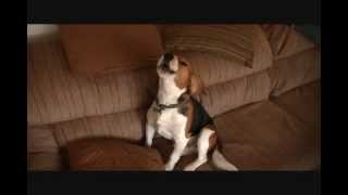 Fred The Beagle Howling [upl. by Young]