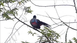 Purplecrested Turaco calling [upl. by Al575]