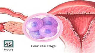 How The Embryo Develops After Fertilisation  Human Development Animation  Zygote Cell Division Vid [upl. by Ecirrehs]