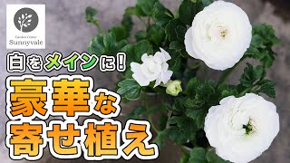 【寄せ植えを豪華に！】白い寄せ植え 17 [upl. by Foster]