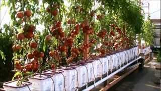 Dutch Bucket Hydroponic Tomatoes  Lessons Learned and a New Crop [upl. by Noorah799]