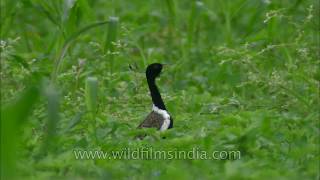 Dance of courtship Lesser Florican [upl. by Nnaylrebmik]