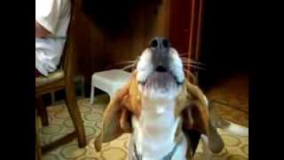 Beagle HowlingSinging Loudly [upl. by Lurette]