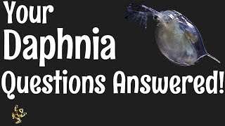 Daphnia Questions Answered [upl. by Nnylecyoj]