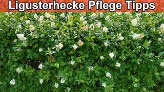 Ligusterhecke Pflege – Liguster  Pflegen Schneiden Standort Gießen Düngen Immergrün Wachstum [upl. by Thacker]