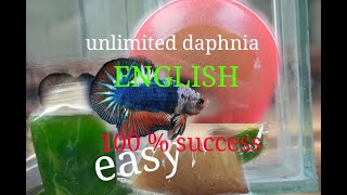 daphnia moina culture Easy way Unlimited production English  with sub Green water Chlorella [upl. by Trevah]