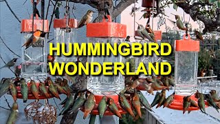 Hummingbird Wonderland in Studio City CA [upl. by Sathrum]