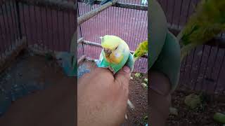 BirdBusinessHighIncomeIdeas ProfitableBirdsPetBirds Entrepreneurship SideHustle YouTubeShorts [upl. by Noivaz]