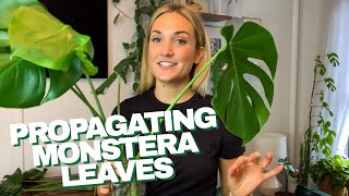 How to Propagate a Monstera  The RIGHT Way to Cut Your Monstera Leaves and Grow Roots in Water [upl. by Renwick]