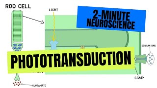 2Minute Neuroscience Phototransduction [upl. by Heidt198]