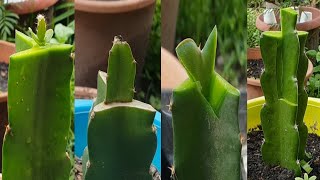 Grafting dragon fruit plant  Dragon fruit graft for beginners [upl. by Illac]