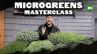 How to Grow Microgreens from Start to Finish COMPLETE GUIDE [upl. by Llewon808]