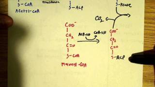 Fatty acid biosynthesis [upl. by Moshe]