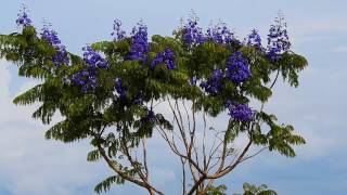 JACARANDÁ MIMOSO FLORIDO JACARANDA MIMOSIFOLIA ÁRVORES FLORIDAS Beleza Natural [upl. by Hosbein]