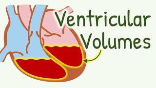 Ventricular Volume During Cardiac Cycle  End Diastolic Volume End Systolic Volume Stroke Volume [upl. by Dnomhcir]