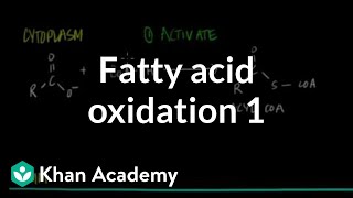 Fatty Acid Oxidation  Part I [upl. by Bashemath]