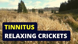 Tinnitus Relief Try Listening to Cricket Sounds [upl. by Glimp]