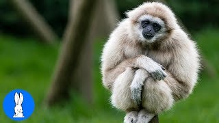 Cute Gibbons Playing amp Climbing [upl. by Ahsinned]