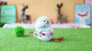 Cute Teacup Puppy Pomeranian Puppy Videos [upl. by Adelina]