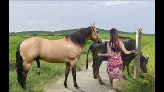 My sister training care her lovely horse in beginner 2021 [upl. by Aenal]