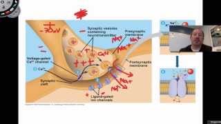 The Action Potential [upl. by Sokairyk]