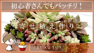 【多肉植物】初心者さんでも大丈夫【寄せ植え】 [upl. by Innavoij]