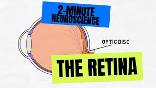 2Minute Neuroscience The Retina [upl. by Bully173]