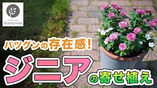 【ジニアの寄せ植え】これひとつでお庭の主役に！ [upl. by Atteragram]