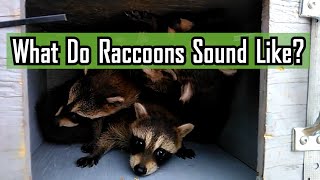 What Do Raccoons Sound Like [upl. by Dalila]