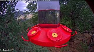 The Trill of Broadtailed Hummingbirds –July 5 2018 [upl. by Oppen]