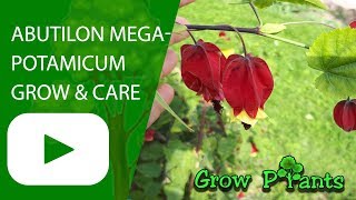 Abutilon megapotamicum  grow and care [upl. by Dick561]