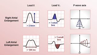 Introduction to the Cardiac System [upl. by Dell543]