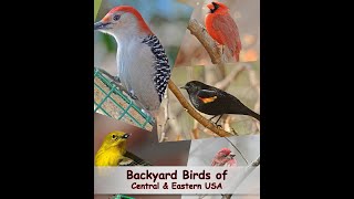 Identify Your Common Backyard Birds Central amp Eastern USA [upl. by Halilad]