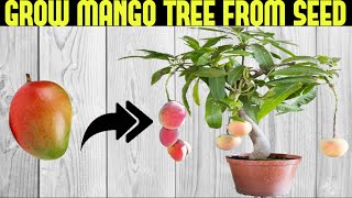 How To Grow a Mango Tree From Seed  SEED TO HARVEST [upl. by Berkman]