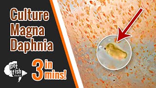 How to culture DAPHNIA MAGNA  The easy way [upl. by Akiehsat]