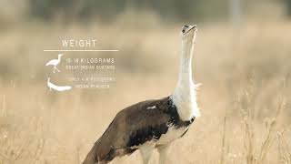 Great Indian Bustard  On The Brink [upl. by Rubel]