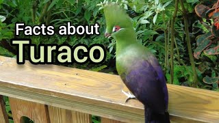 Facts about Turaco [upl. by Guildroy]