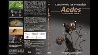 Conociendo los mosquitos Aedes Transmisores de arbovirus [upl. by Atteynad]