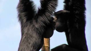 Zoo View Siamang GibbonCincinnati Zoo [upl. by Poulter]