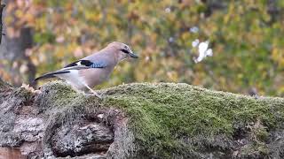 Madárhangok SzajkóGarrulus glandariusEurasian jay [upl. by Florin865]