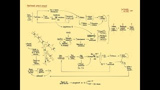 Hipertensión arterial escencial Fisiopatología [upl. by Hyrup]