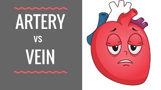 Arteries vs Veins  Circulatory System [upl. by Zetra]