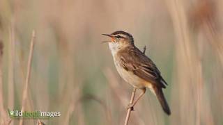 Sedge Warbler [upl. by Euqinorev]